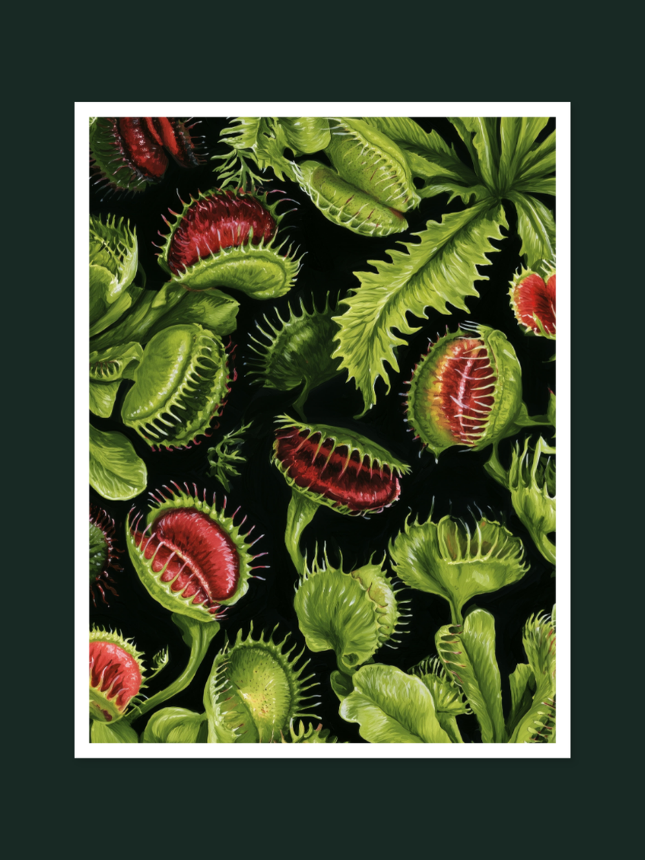 Venus Flytrap 1643