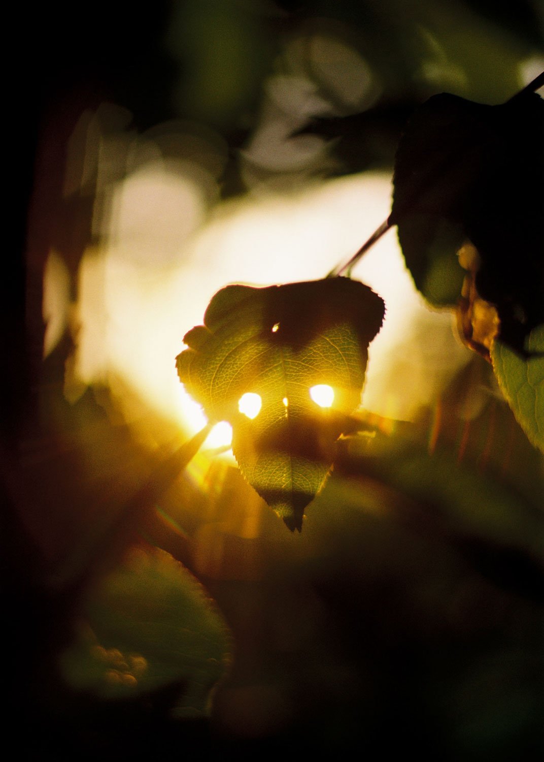 Now and Forever_2025_Photography_63x51 _$2000_Grade Solomon.jpg