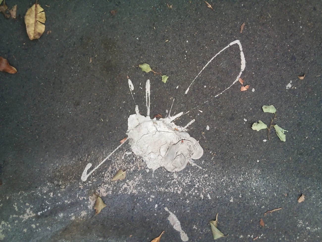 Rainbow Bumblebee - Wigram Road, Sydney