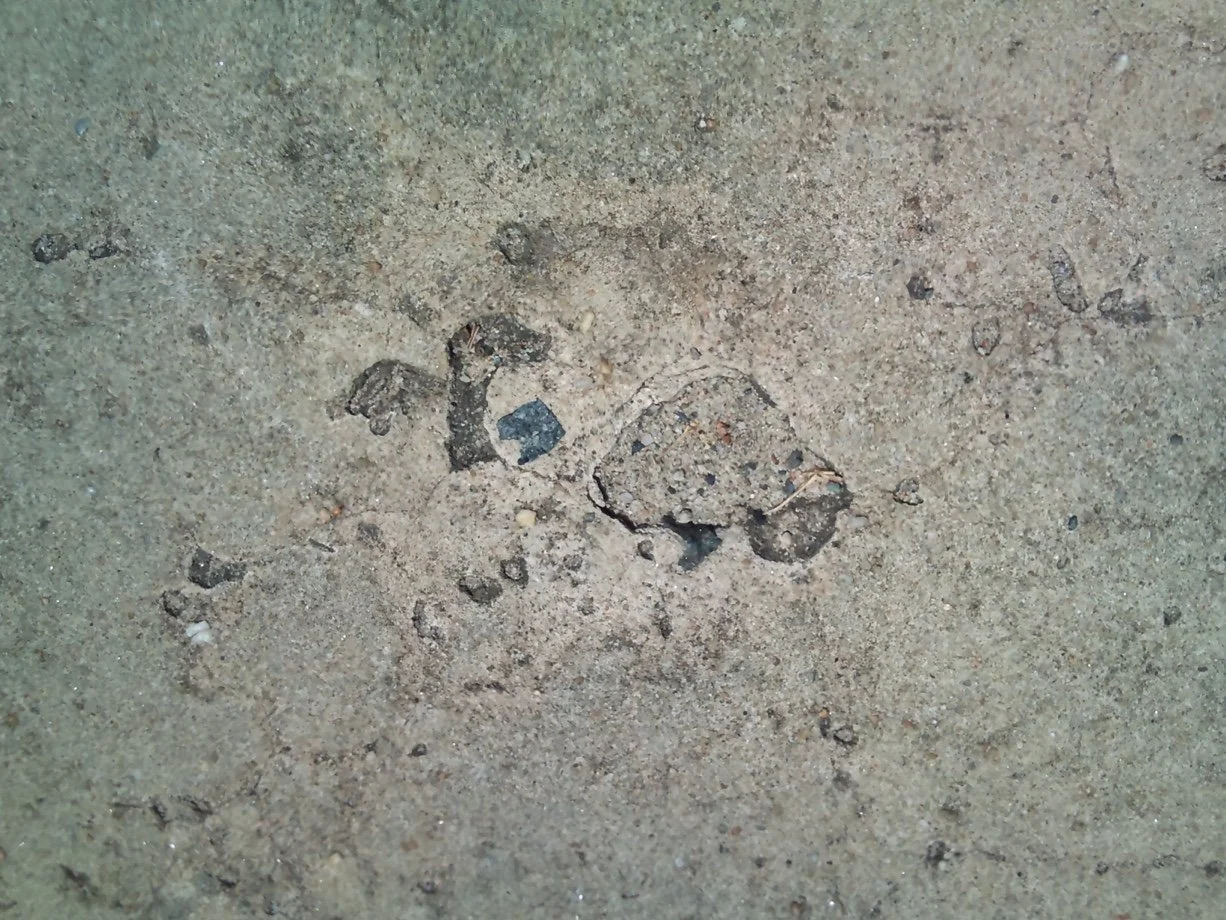 Turtle And Friends - Fitzgerald Avenue, Sydney