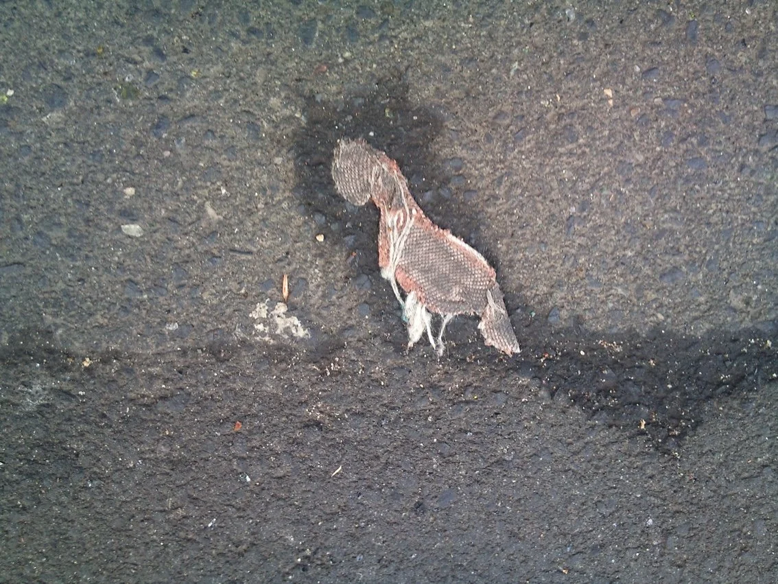 Dinosaur Birthday - Foveaux Street, Sydney