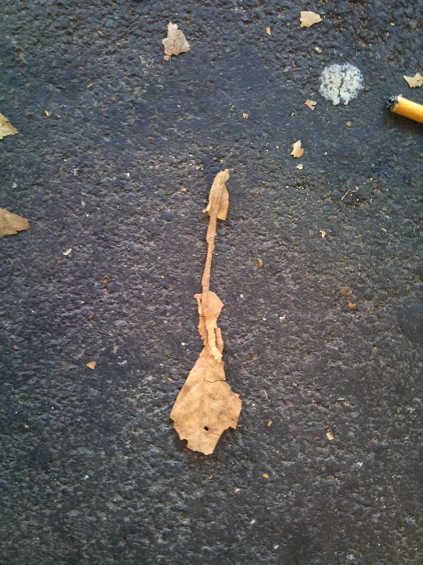 Autumn Leaf - Foveaux Street, Sydney