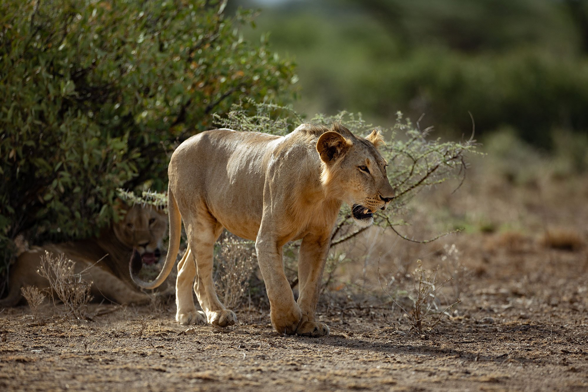 NorthImpact-Kenya3.jpg