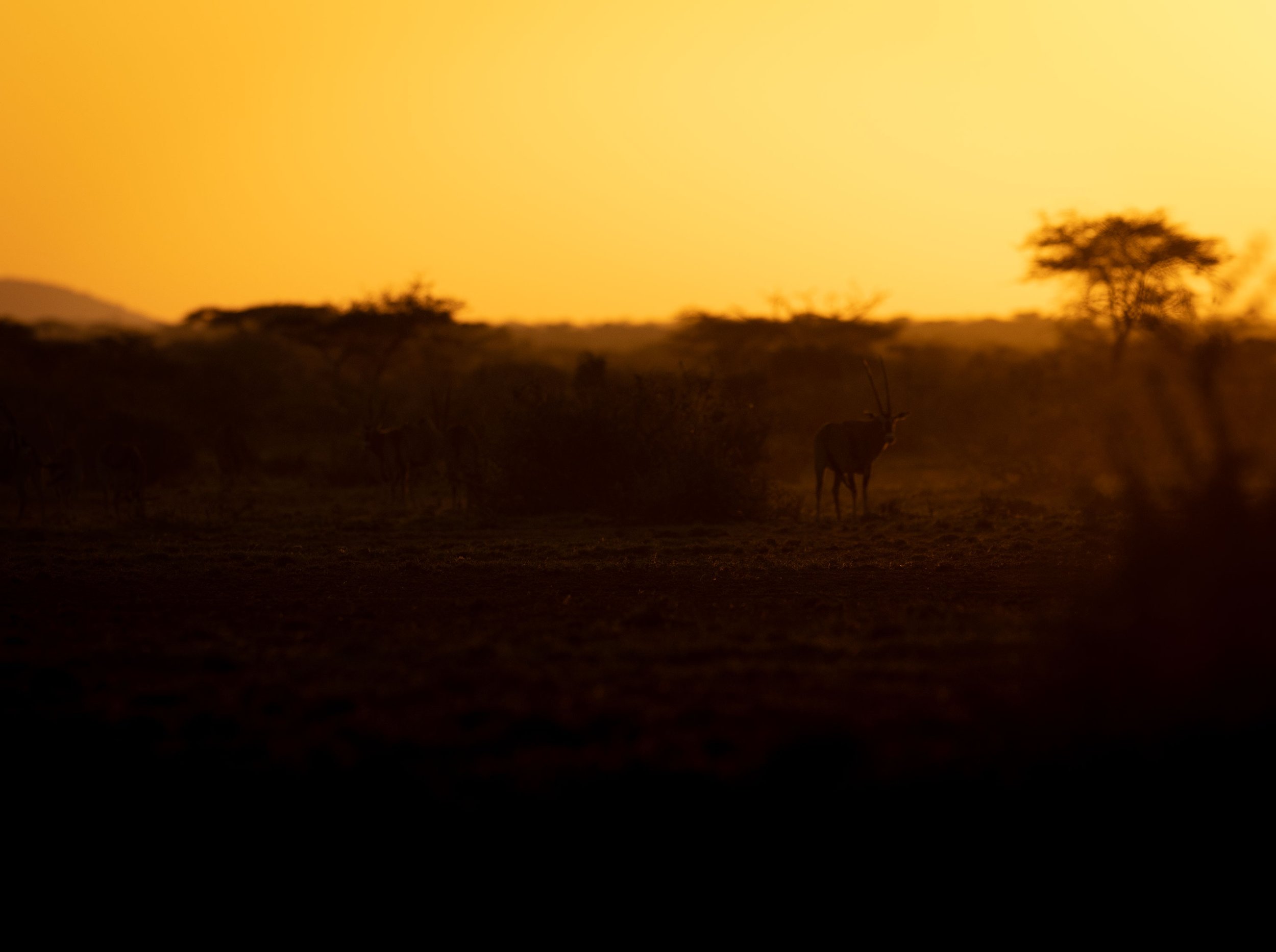 kenya-_A8A7121.jpg