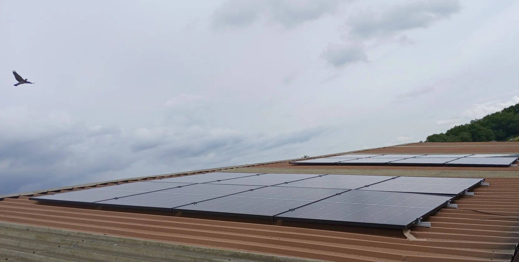 Solar panels on a metal roof with bird flying above