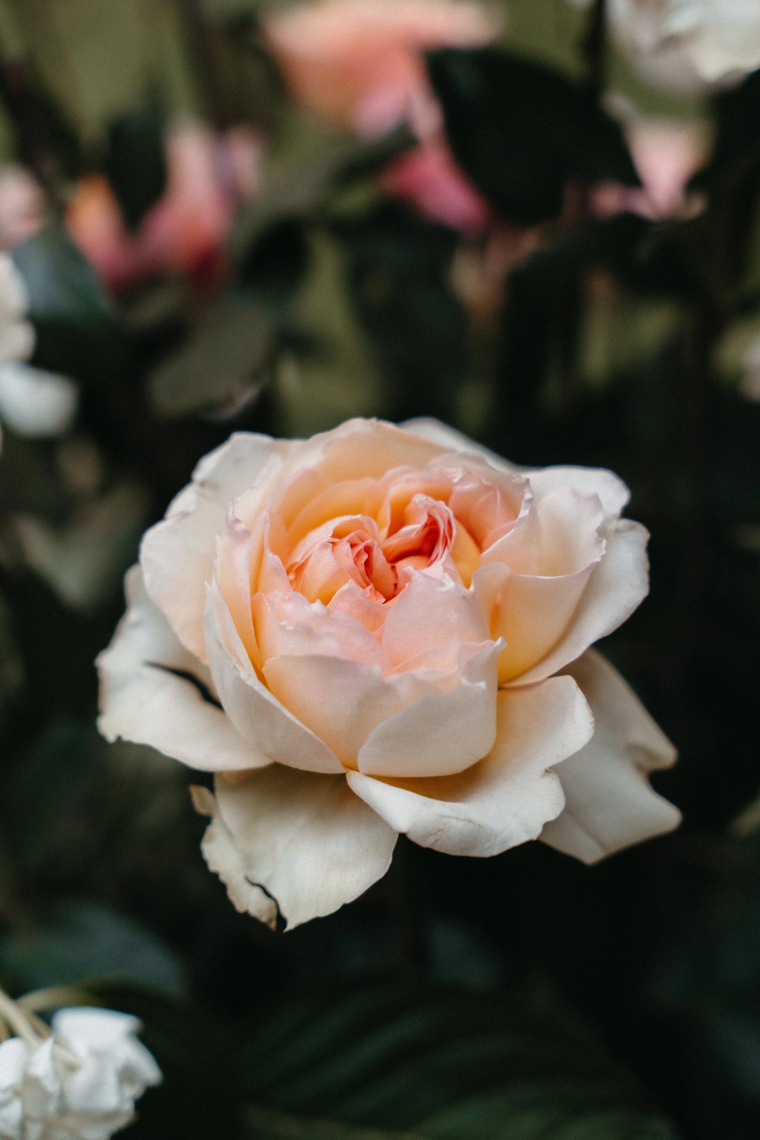 sin título (457 de 1575).jpg