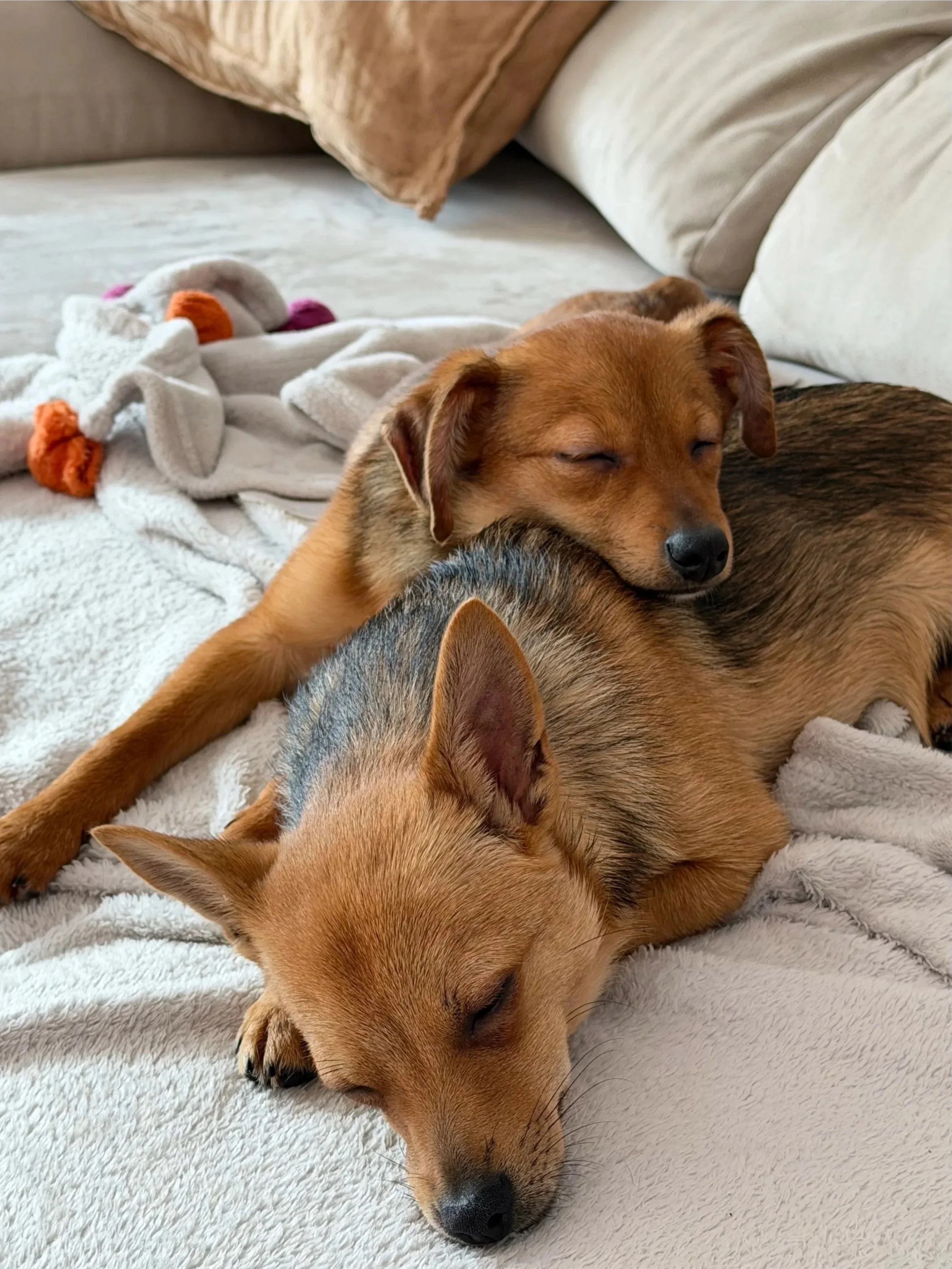 Dos perros durmiendo juntos en un sillón, uno sobre el otro, en un ambiente cómodo y acogedor.