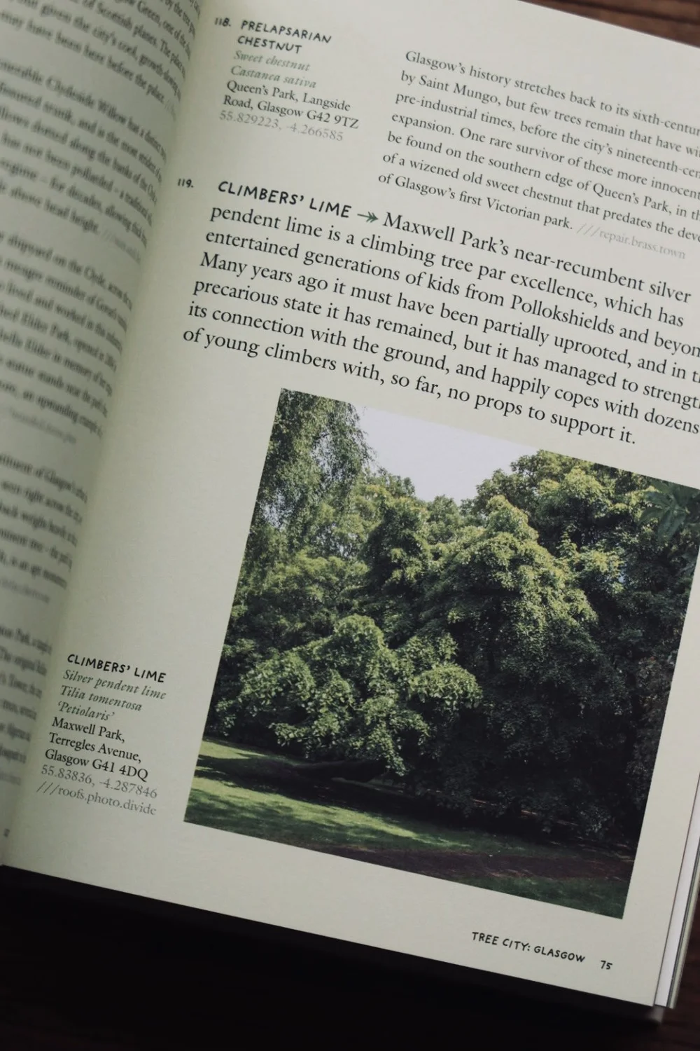 Tree Hunting (Signed First Edition) by Wood, Paul: (2025) Signed