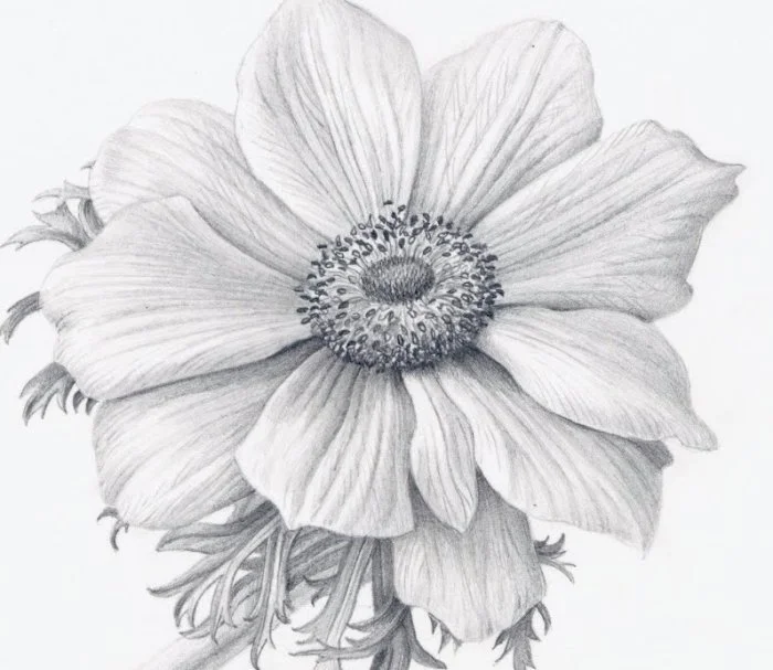 Black and white detailed sketch of a flower with multiple petals and a central stigma surrounded by stamens
