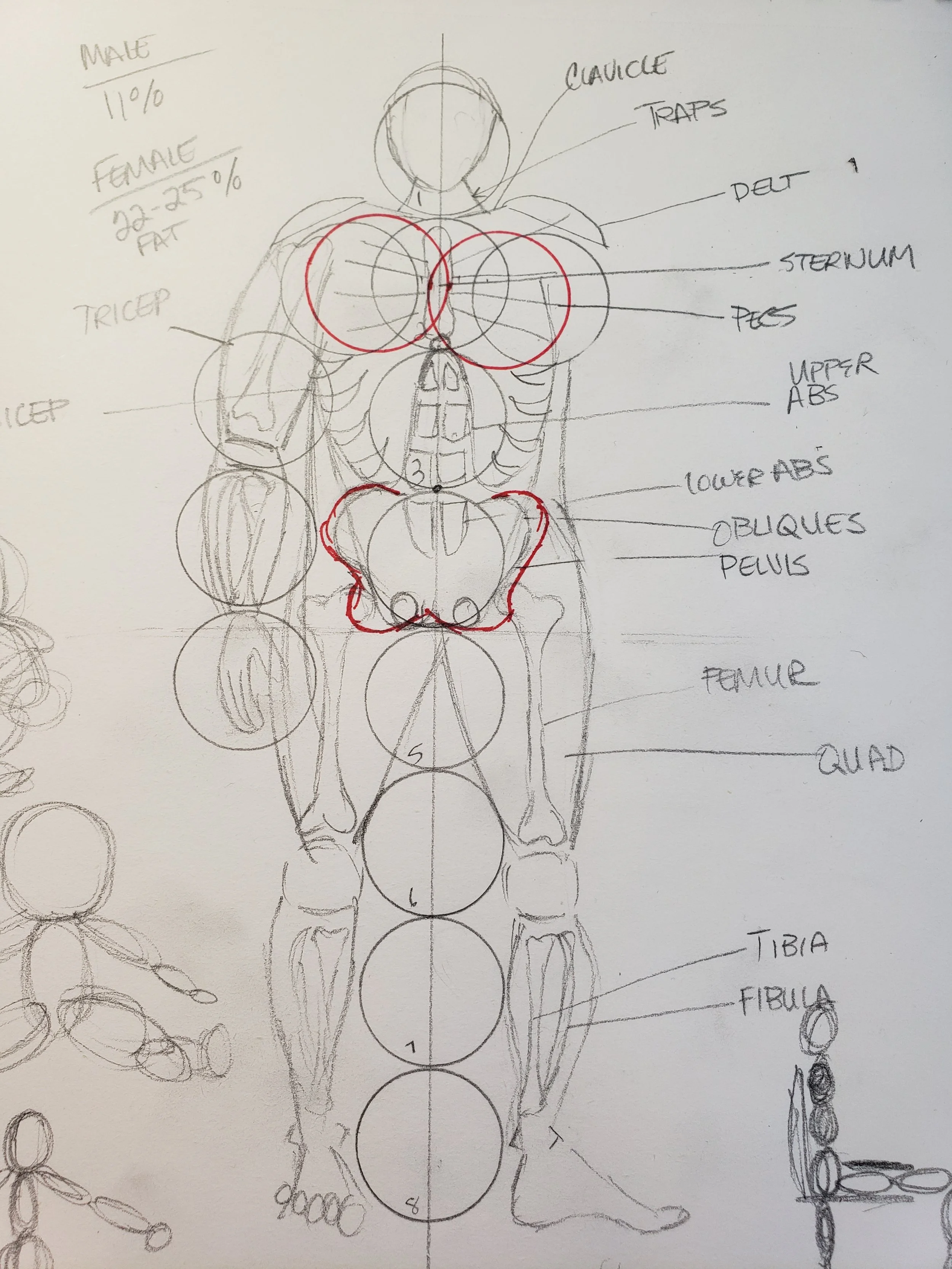 Hand-drawn diagram of the human body with labeled muscle groups and skeletal parts, including the chest, abdomen, pelvis, legs, and arms, with some areas outlined in red and notes indicating bone and muscle regions.