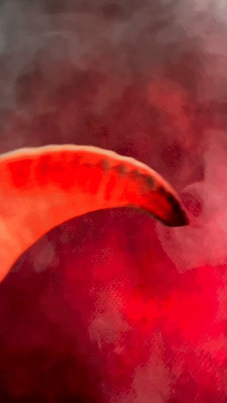 copy_1F4B565F-522F-4E9C-BA08-248D3185DDD8.gif
