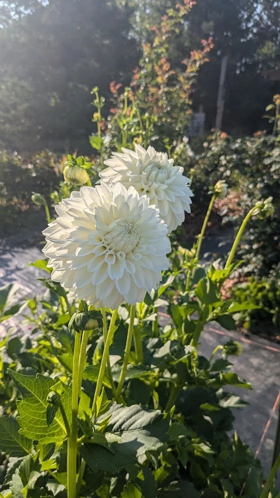 Blizzard Dahlia Tuber