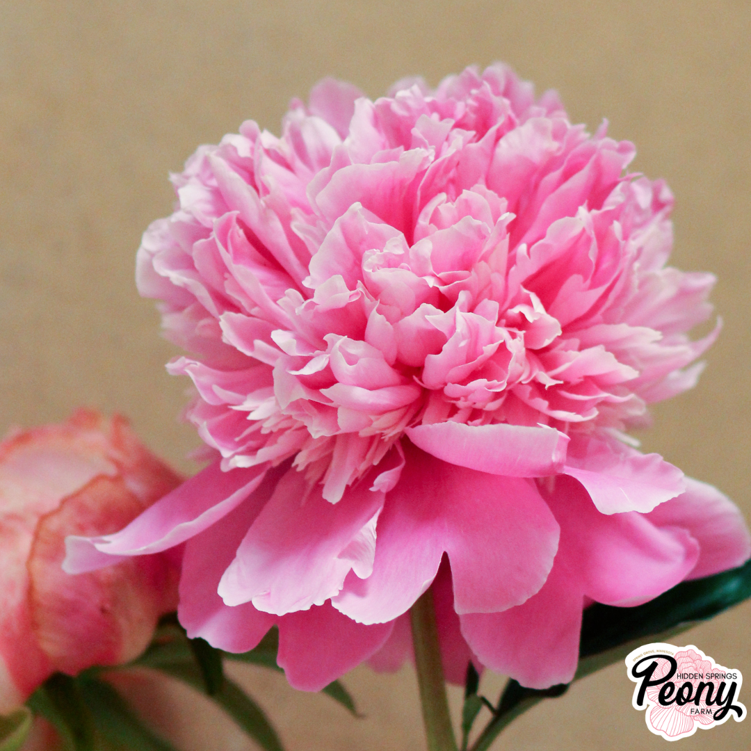 Lady Anna Peony