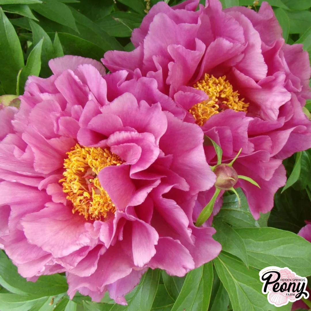 Garden Candy® Paeonia Evie Jane™ Itoh Peony