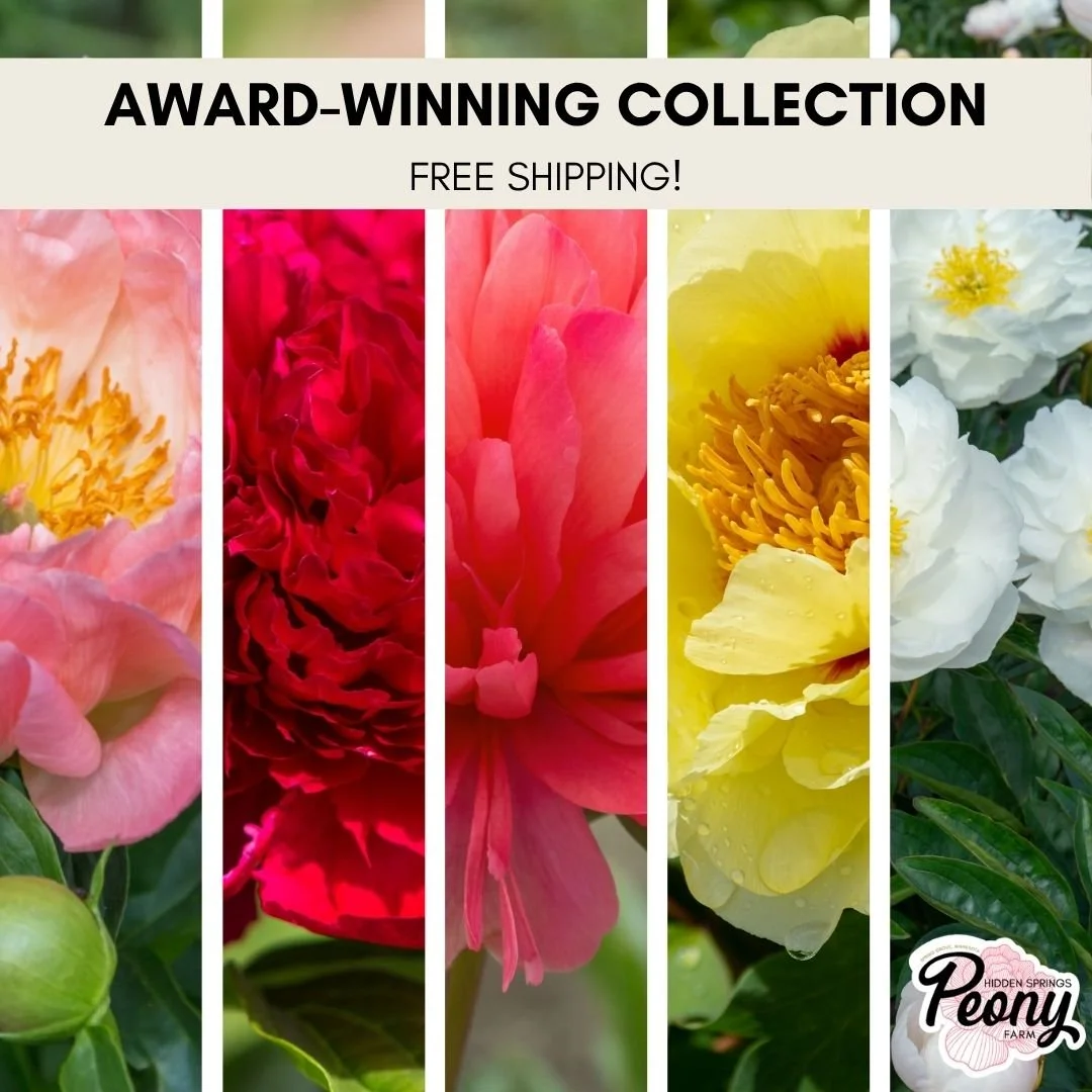 August Special: Award-Winning Collection