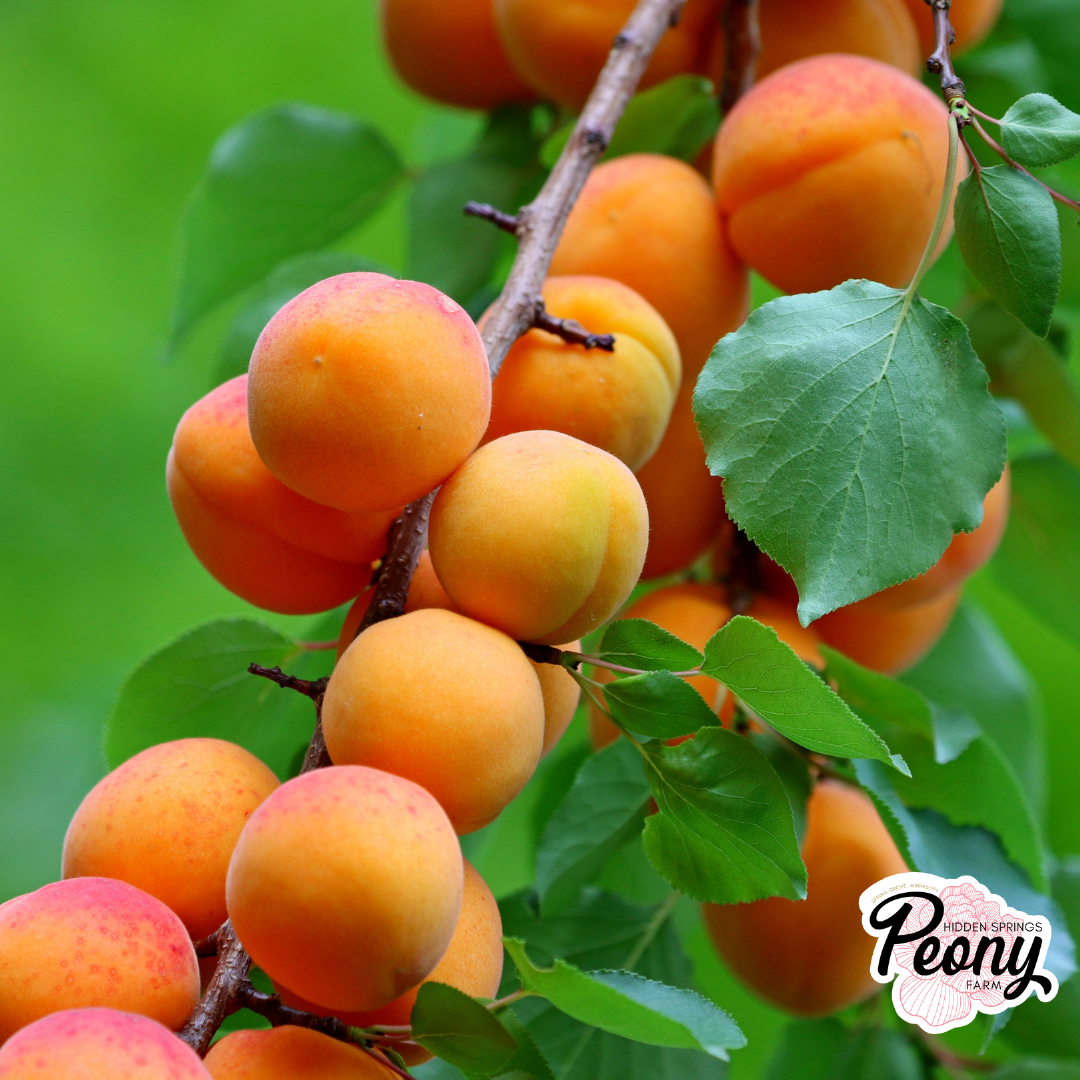 Apricot.png