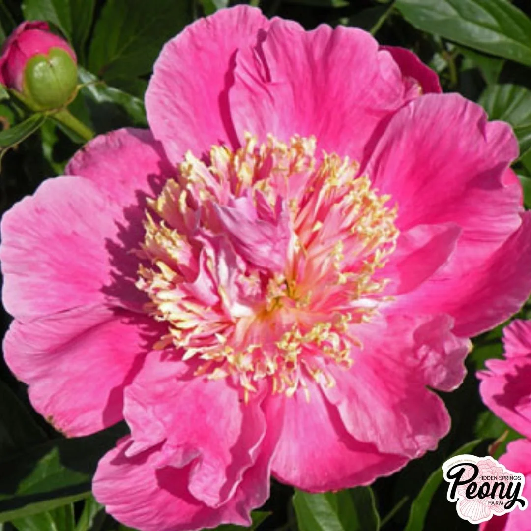 Kay Tischler (1).jpg