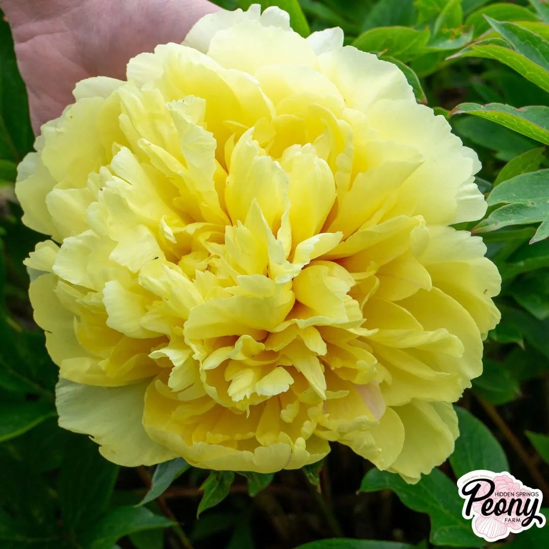 Peter Brand Peony — Hidden Springs Peony Farm