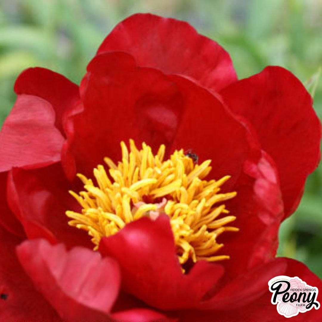 Friz-Bee Peony