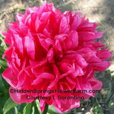 Shop All Peonies — Hidden Springs Peony Farm