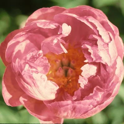 pinkhawaiiancoral.jpg