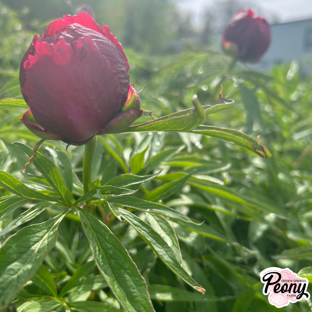 Fern Leaf Peony (P. Tenuifolia) — Hidden Springs Peony Farm