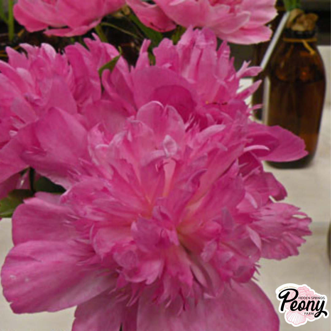 Shop All Peonies — Hidden Springs Peony Farm