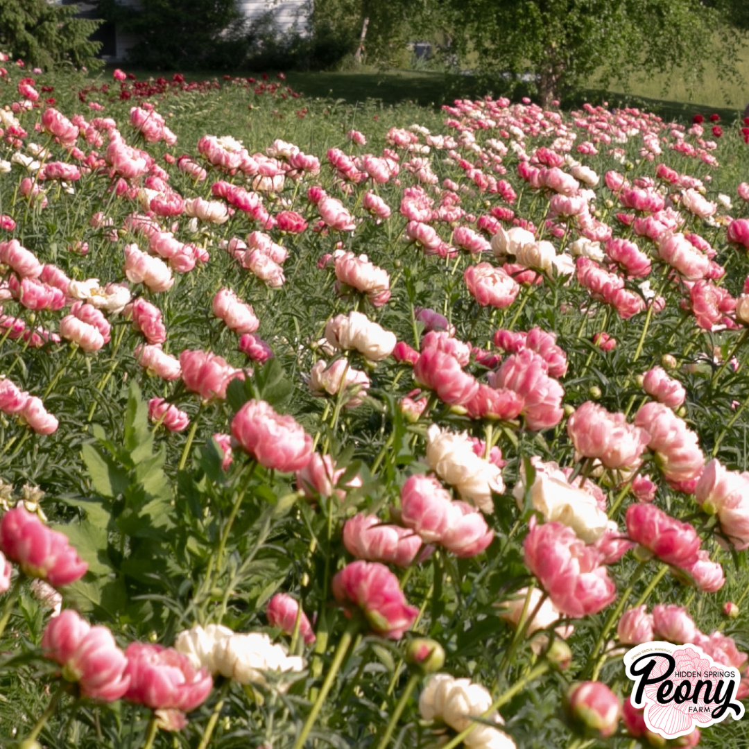 A vibrant flower field with pink and white flowers in full bloom, with green foliage, in a sunny outdoor setting.