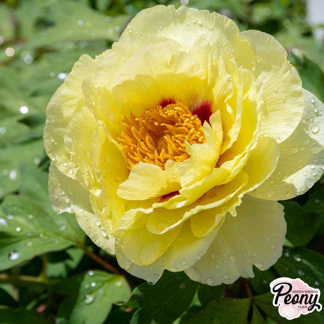 Shop Bare Root Peonies - Free Shipping on orders over $175 — Hidden ...