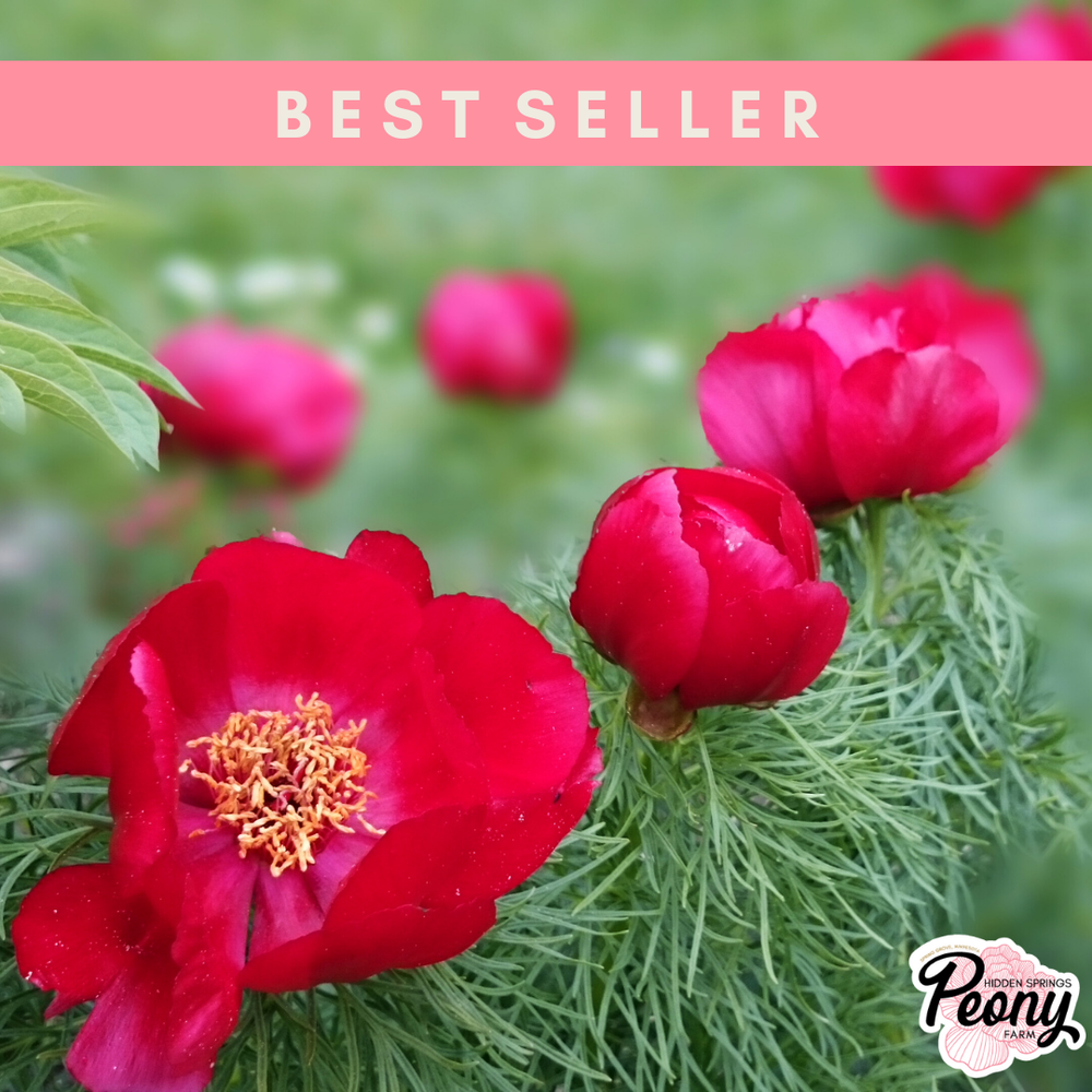 Fern Leaf Peony (P. Tenuifolia)  Hidden Springs Peony Farm