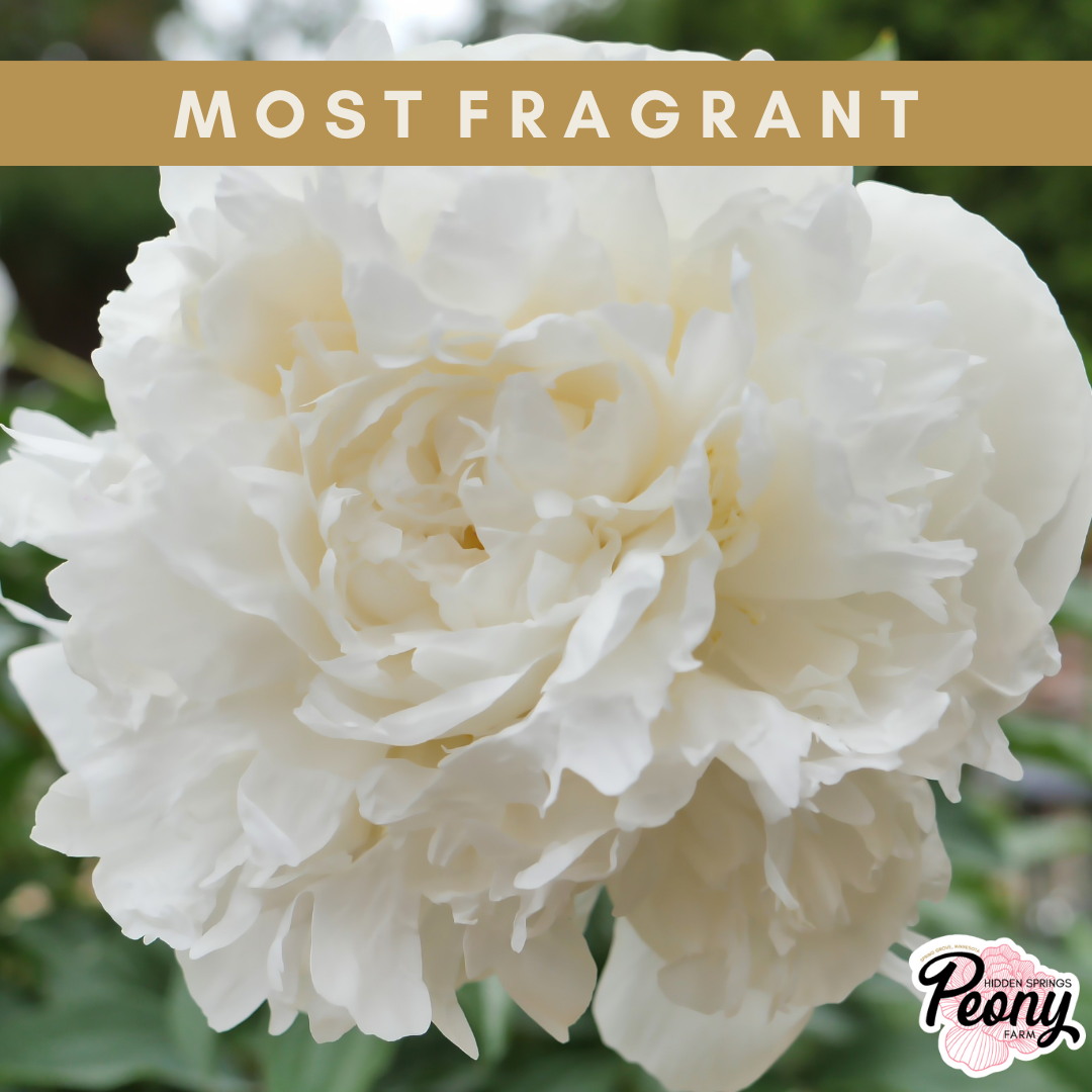 Duchesse de Nemours Peony