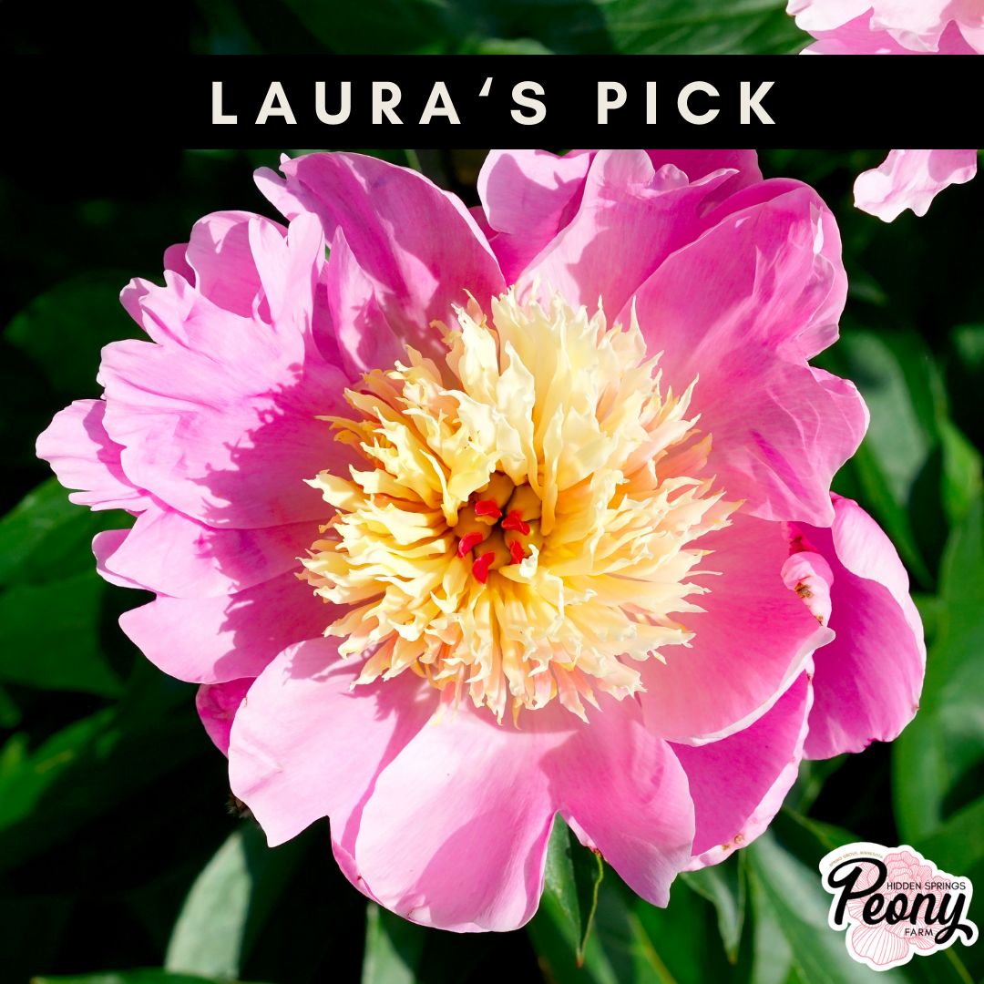 Bowl of Beauty Peony
