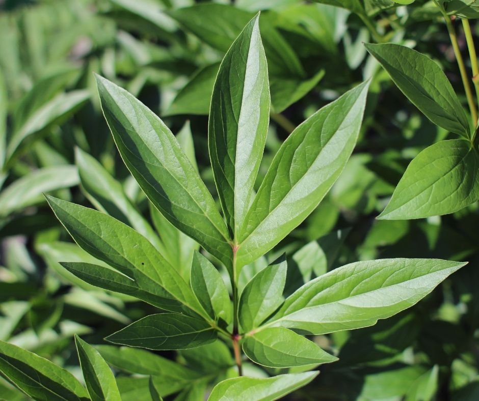 Don’t trim your peonies back yet!