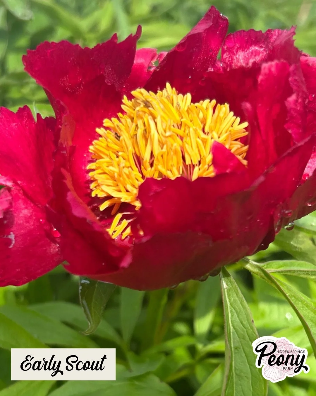 I love recommending Early Scout to people who are looking to extend peony season with an early bloomer.

I also lovingly refer to it as a &ldquo;poor man&rsquo;s fern peony&rdquo;. With a fernleaf peony parent the leaves are much thinner than other v