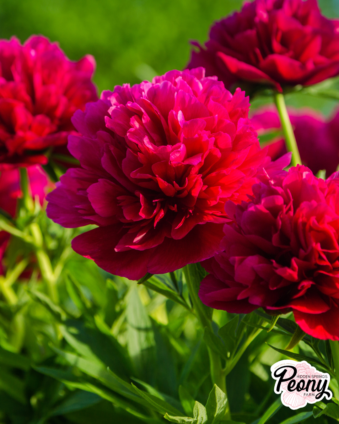 Peony fragrance is a personal experience