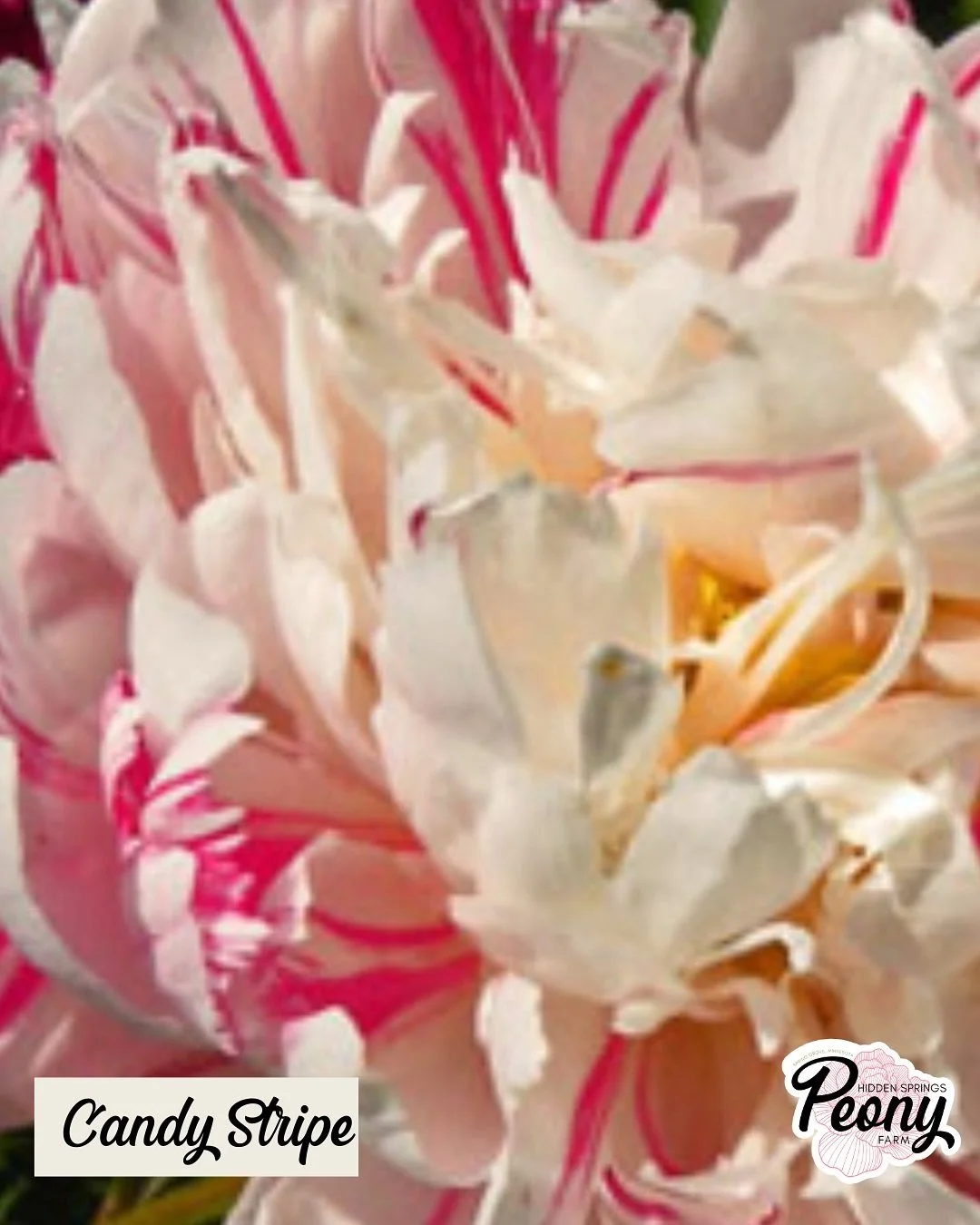Peony Candy Stripe is a striking combination of white and red streaks in a double form flower. The unique coloring makes this a focal point of the garden when in bloom or brought indoors as a cut flower. This is one of our most asked about peonies wh
