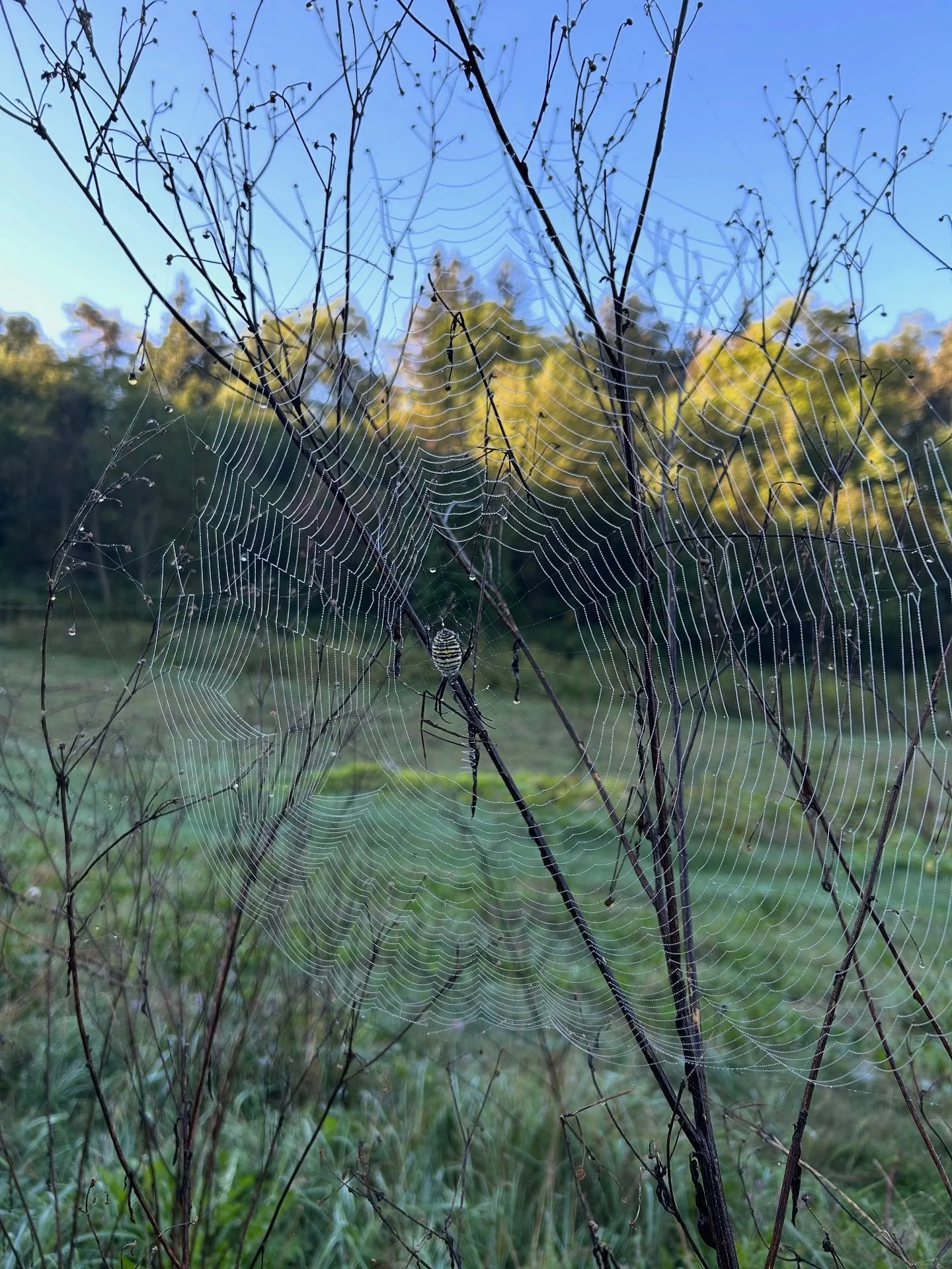 Unpoplular opinion: spiders are my favorite creature to spot in the garden. 

Don&rsquo;t squish that spider! 🛑 These eight-legged friends are natural pest control&mdash;they feed on mosquitoes, aphids, flies, and other bugs that can damage your pla