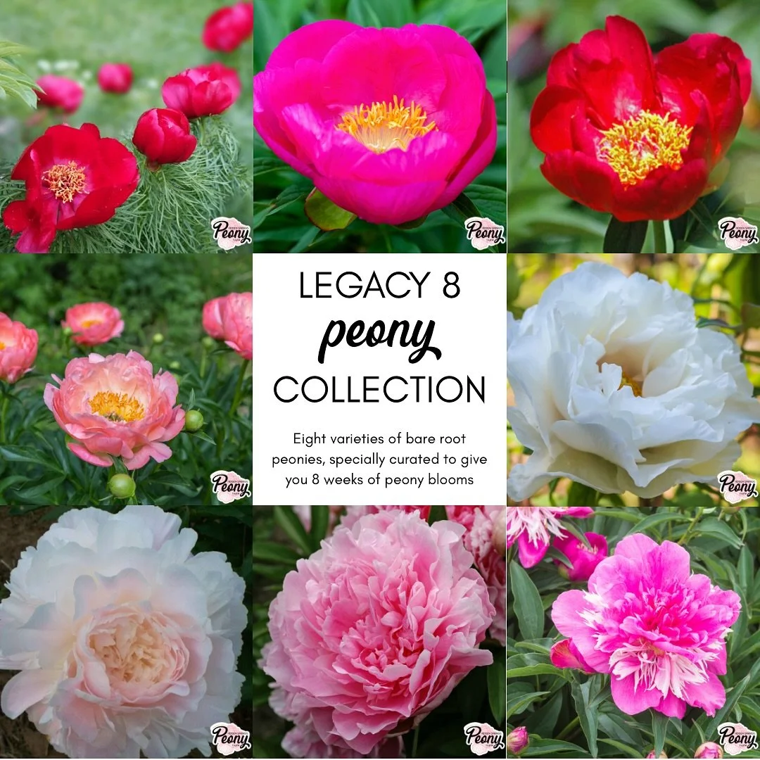 This collection of peonies has been strategically chosen to give eight weeks of peony bloom, featuring a wide variety of color and form. When you order the Legacy 8 peony collection, you will receive 8 bare root peonies, each a different variety to b