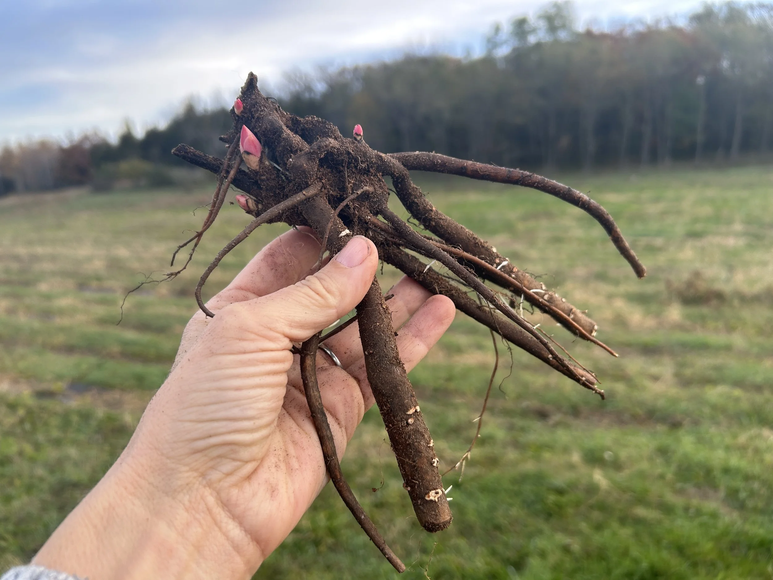 Bigger isn’t always better for peony roots
