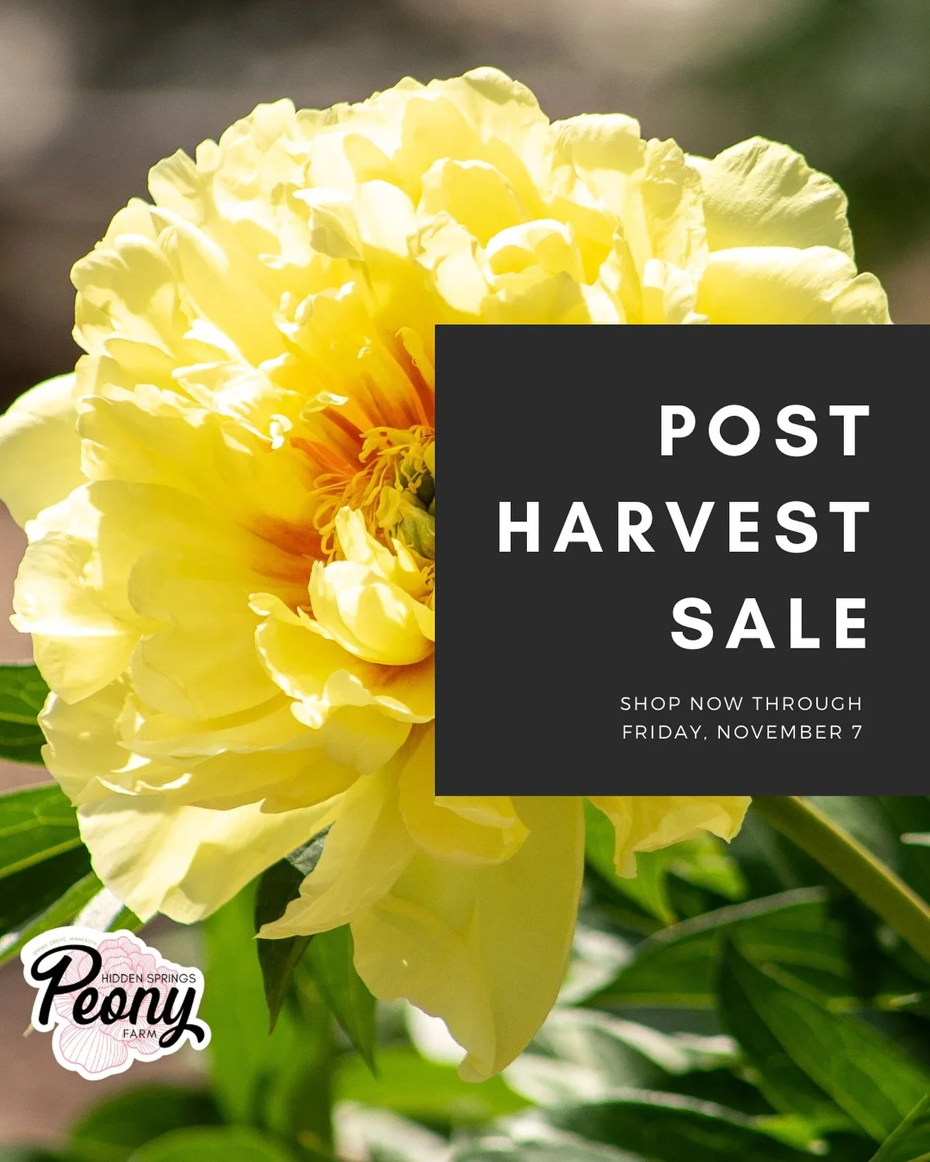 5 more days to shop the post-harvest sale! 

Roots ship out the next business day so you can get them in the ground ASAP. 

https://www.hiddenspringspeonyfarm.com/shop-peonies-online