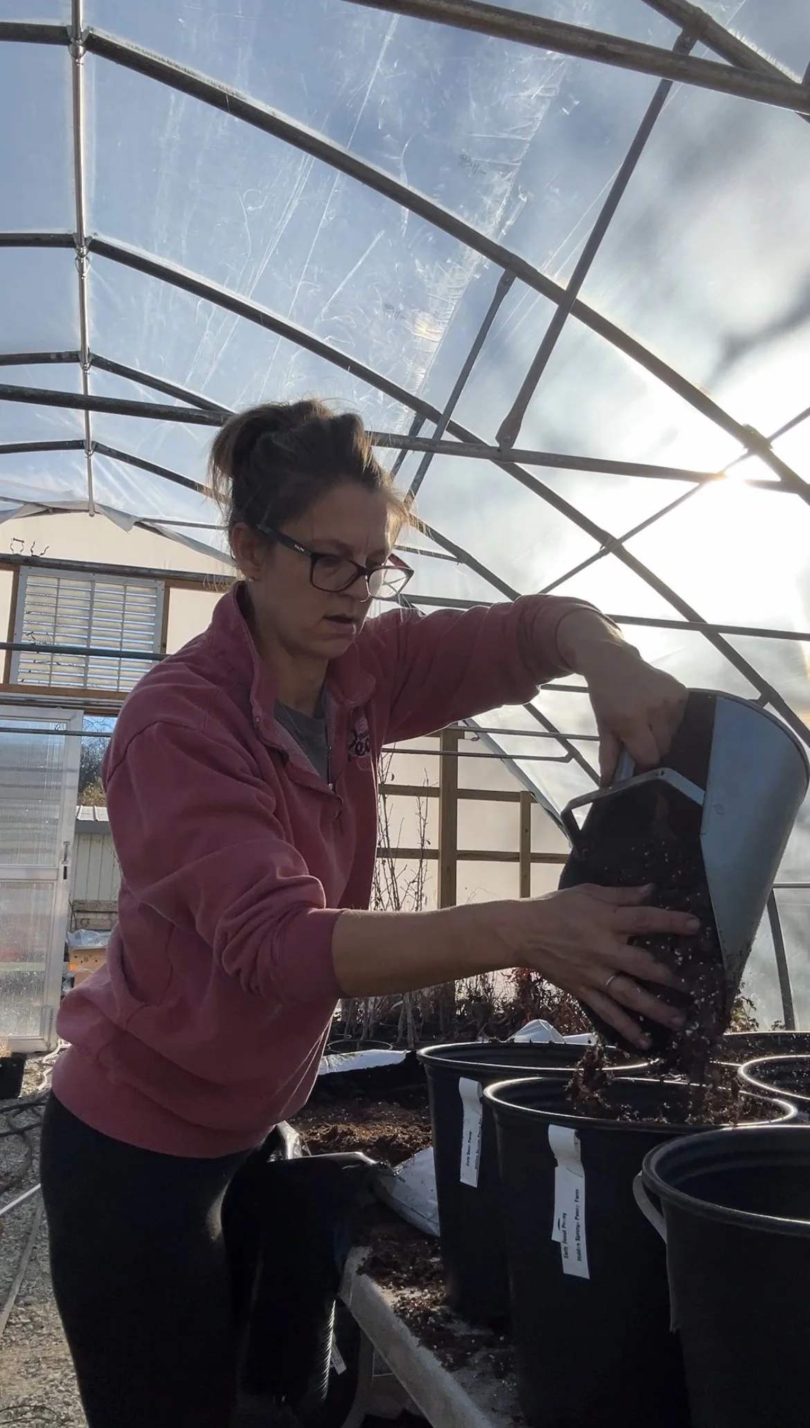 The Process of potting up peonies