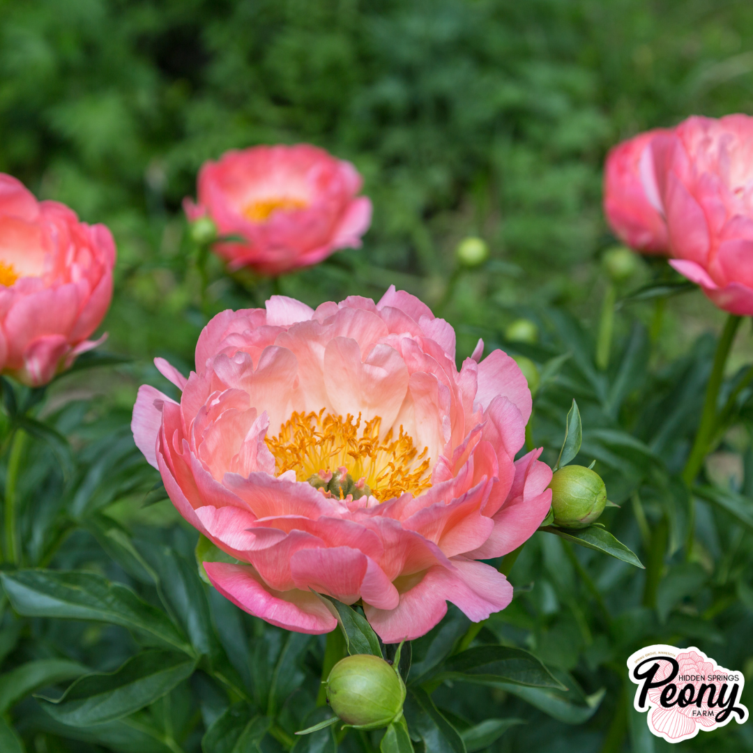 Can’t Decide? Choose an award-winning peony!