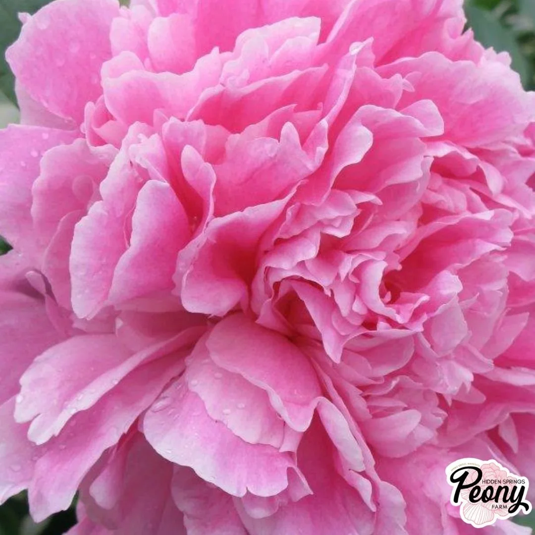 The Peony Question Everyone Asks (With No Easy Answer)