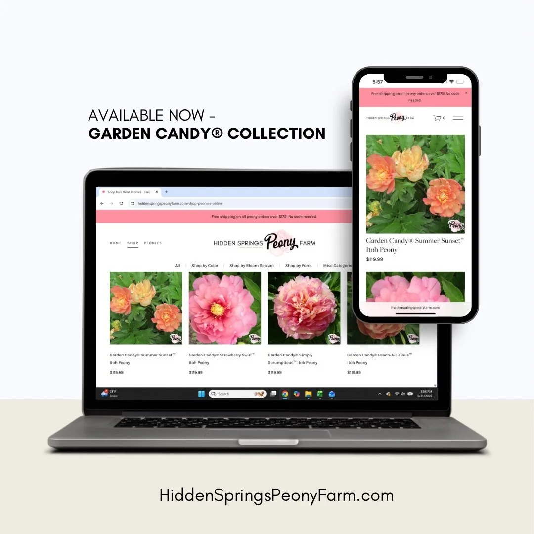 We are so excited to have some of the new Garden Candy collection to offer this season!

Available to order now for fall delivery.

-Amy Jo
-Candy Apple
-Double Bubble Pink
-Evie Jane
-Noa Jolie
-Peach-a-licious
-Simply Scrumptious
-Strawberry Swirl
