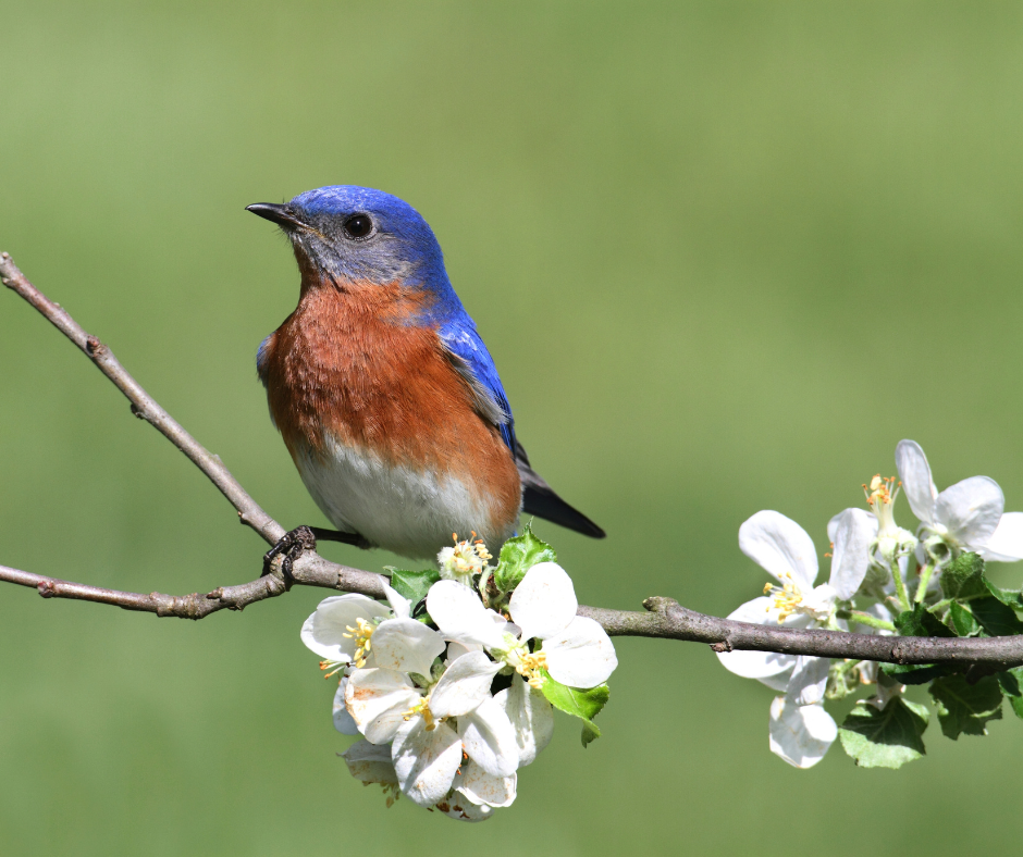 Come for the peonies, Stay for the birds