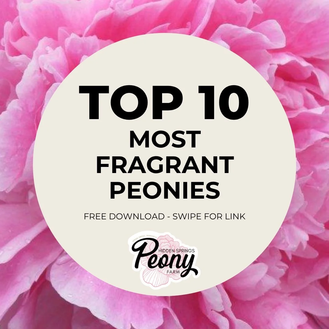 You&rsquo;d be hard-pressed to find two peony experts who fully agree on a top 10 fragrant list. Here&rsquo;s our version.

&ldquo;As with all senses, each individual perceives fragrance differently. Our sense of smell diminishes as we mature. Fragra