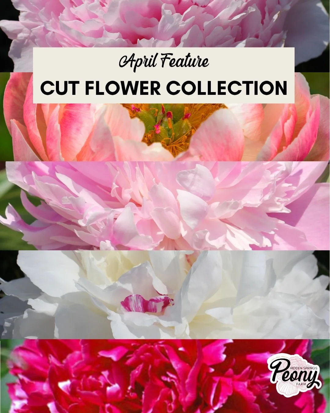 This month&rsquo;s featured collection is a group of five peonies sure to please those gardeners who love to cut and bring flowers indoors or share bouquets with friends and family!

Save as much as $20 compared to buying each variety individually.

