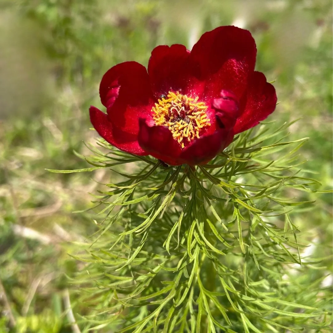 On case you missed the first bloom announcement yesterday, May 7&hellip;

The single fern peony was this year&rsquo;s first peony to bloom! Of all the folks that chose the right date in our Guess the first bloom giveaway, Garrett R. Was chosen as the