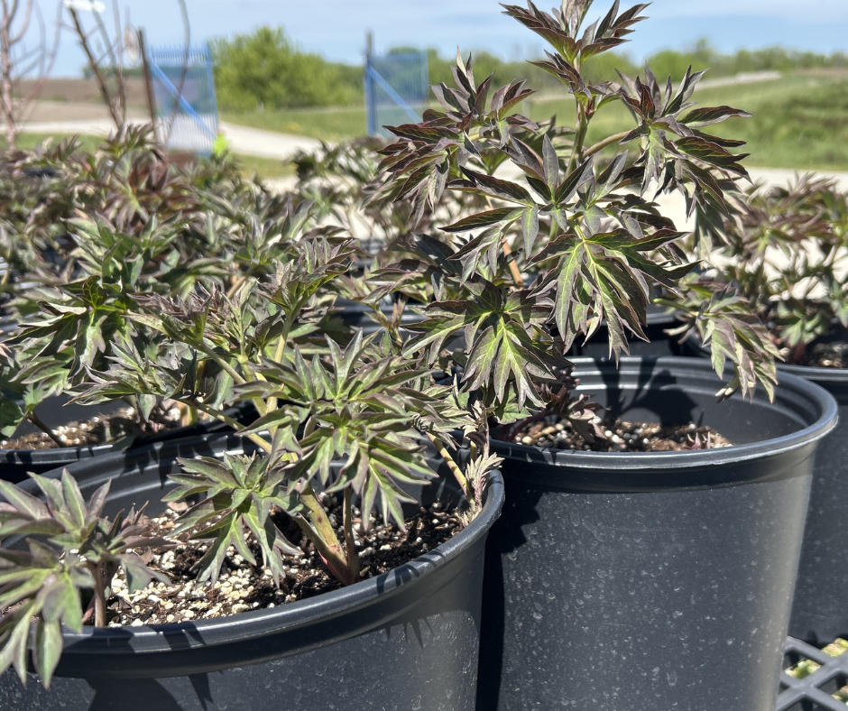 How to plant a potted peony