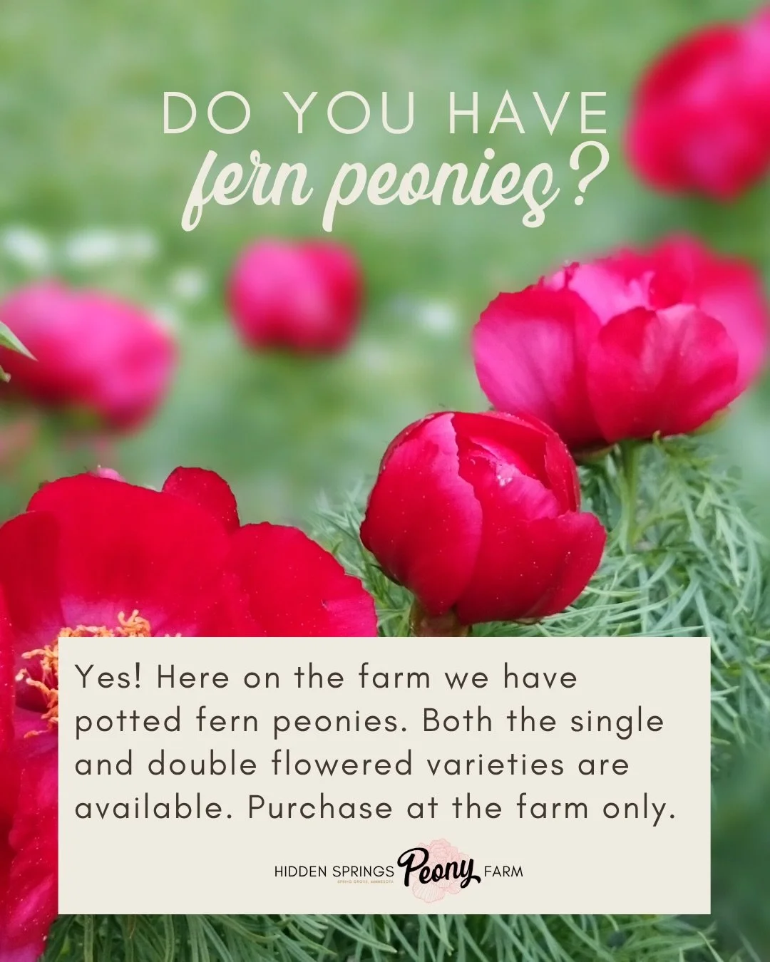 Yes we have fern peonies!

Bare roots are sold out online but we do have many potted ones for sale here on the farm, both the double and single flowered varieties.

No shipping on potted plants. For shipping I encourage you to join the waitlist onlin